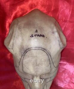 Beauty and the Beast Production Used Prop Beast Head! Rare! Disney