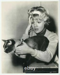 That Darn Cat 1964 Set of 8 Photos 11x14 Walt Disney Siamese Cat Hayley Mills