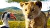 The Lion King 2019 Trailer