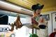 1990 Walt Disney Mickey Et Pluto Directeur Sur Aladdin Tapis Grand Écran De Magasin