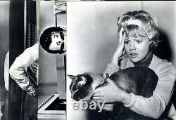 Ce fichu chat 1964 Ensemble de 8 photos 11x14 Walt Disney Chat siamois Hayley Mills